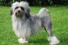 Little Lion Dog Puppies for Sale