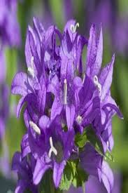 Campanula Flower Extremely Beautiful In Pastel Gardens Campanula Flower Extremely Beautiful Pastel Garden Campanula Flowers Flower Garden Plans Campanula