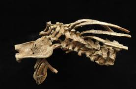 Also, the human skeleton has a number of functions such as supporting weight and protecting the organs. 3 3 Million Year Old Fossil Sheds Light On How The Spine Evolved The Two Way Npr