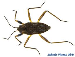 Image result for Hetaeria tetraptera