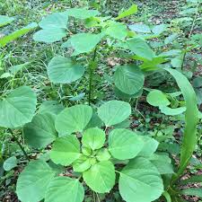 Image result for Acalypha indica