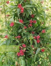 Image result for Jasminum beesianum