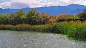 Image result for Pink 1972 Roper