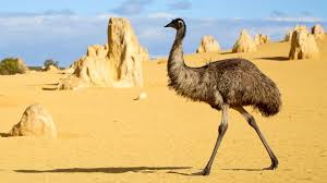 At the core of emu is a database search engine which allows the researcher to find various speech segments based on the sequential and hierarchical structure of the utterances in which they occur. Australian Drought Driving More Frequent Encounters With Emus Earth Com