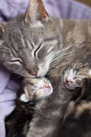 Jul 08, 2020 · 7 reasons why a mother cat ignores her kittens. Pin On Cutes Cats