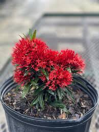 Image result for Ixora praetermissa