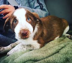 Black And Brown Border Collie Mix Bluetick Coonhound Border Collie Mix Border Collie Mix Bluetick Coonhound Collie Mix