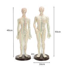 Human Body Acupuncture Medical Model Male Female Meridians Model Chart Book Base 48 50cm