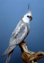Cockatiel Yellow Bird With Red Cheeks Dominant Silver White Face Cockatiel Pet Birds Cute Birds Cockatiel