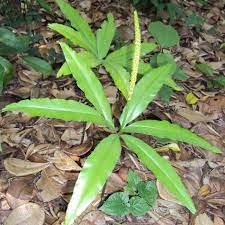 Maybe you would like to learn more about one of these? Jual Akar Tanaman Herbal Tunjuk Langit 500gr Tunjak Langit Tunjung Langit Jakarta Pusat Kebun Herbal Organik Tokopedia