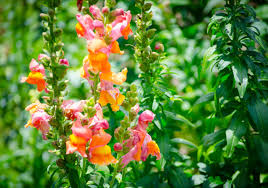 Deadhead) when their color starts to fade to encourage more flowers to grow. Winter Plants In Texas Perry Homes