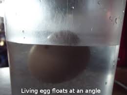 Bacteria from a dirty egg grows inside, turning the contents into a foul liquid, killing any embryo present. Float Test Of Egg Viability Avian Aqua Miser