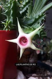 Image result for Huernia verekeri