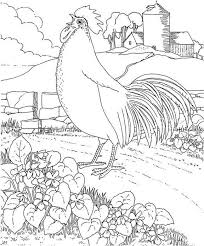 Rhode Island Red Coloring Page Bird Coloring Pages Coloring Pages Chicken Coloring Pages