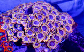 Image result for Stolzia williamsonii