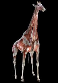 Take An Anatomical Safari Photos Of Inside Out Animals Animals Animal Anatomy Animal Bones