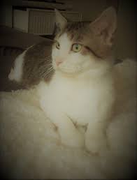 The grooming will attract a large amount of hair that would otherwise be shed, he writes. Do Long Hair Cats Shed As Much As Short Haired Ones I Brush This Diva 30 Minutes A Day And Still Get A Brush Load Of Hair Each Time Is It The Same