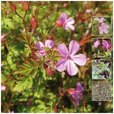 Geranium Robertianum Herb Robert Seeds. Rare medicinal herb. Pink flow