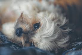 Maybe you would like to learn more about one of these? Caring Pet Cremation In Brisbane Pet Memorial Australia