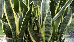 Avoid using mulch and large rocks in your landscape, as they attract snakes and their prey and can create breeding and overwintering habitat. Worried Of Snakes These Plants Will Repel Snakes From Your Garden Garden Talk Nurserylive Wikipedia