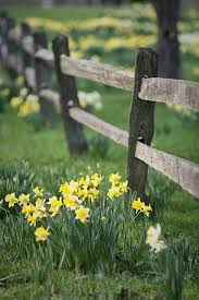 The looks and style of this fence is an economical midwest fence provides a wide variety of options for rail and split rail fences and posts. 59 Fenceguides Split Rail Fencing Ideas Split Rail Fence Rail Fence Fence