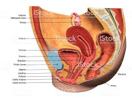 The organs involved in the process of reproduction, hormones that regulate a woman's body, the menstrual cycle, ovulation and pregnancy, the female's role. 3d Computer Graphic Sagittal Section Of Female Reproductive System Female Reproductive System Reproductive System System