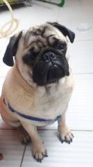 Pug Konya Fiyatlari Ikinci El Sifir Kiralik Ilanlar