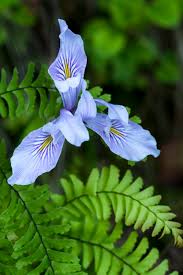 Writers associated with the site regularly add new plant profiles, gardening articles and reviews. The Ultlimate Wildflower Road Trip In California For Summer Sunset Magazine