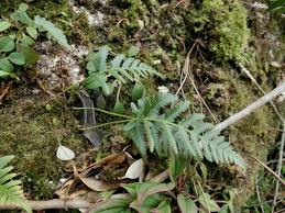 Image result for Davallia chaerophylloides