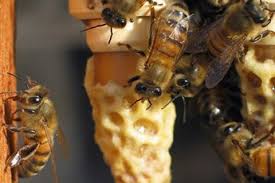 Maybe you would like to learn more about one of these? Des Ruches La Maison Blanche 1jour1actu Com L Actualite A Hauteur D Enfants