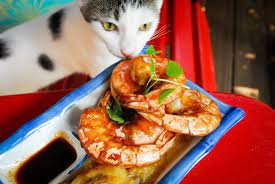 9 Things You Should Know About Can Cats Eat Shrimp