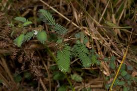 Image result for Kotschya aeschynomenoides