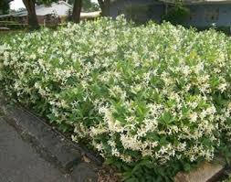 Plant star jasmine near a seating area where you can enjoy the heady scent of its small, white starry flowers on a warm summer's evening. Best Of The Best Ground Cover Ground Cover Plants Jasmine Ground Cover