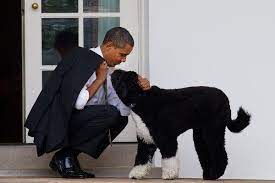 For more than a decade, bo was a constant, gentle presence in our. 99tc7ebnuurotm