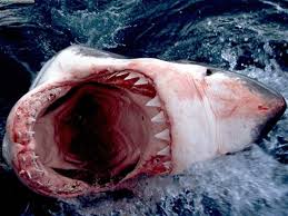 This blue bulls live stream is available on all mobile devices. Kitchen Confidential New Jersey Officially Bans Harvest Of Sexy Shark Fins Thus Increasing Vicious Man Eating Great White Population By 72 Million
