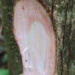 Image result for Khaya grandifoliola