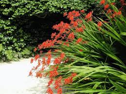 It is growing through other perennials nearby. Crocosmia Lucifer Care Growing Tips Horticulture Co Uk