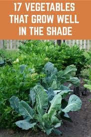 Keep in mind, though, that no vegetable can thrive in deep, dense shade. 17 Vegetables That Grow Well In The Shade Vegetable Garden Design Veg Garden Growing Vegetables