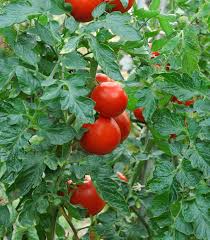 Und was muss beachtet werden? Tomaten Ausgeizen So Wird S Gemacht