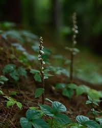 Image result for Zeuxine