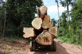 Lingkungan dan ekosistem mengalami perubahan sehingga terjadi kerusakan. Kita Kehilangan Hutan Hujan Primer Seluas Lapangan Sepak Bola Setiap 6 Detik Pada 2019 Global Forest Watch Blog
