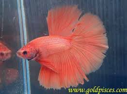 Betta Splendens Pink Betta Fish Betta Betta Aquarium