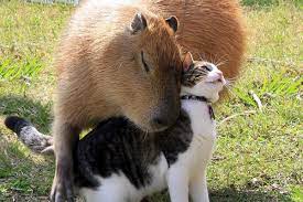 Qual A Diferenca Entre Animais Domesticos E Animais Silvestres