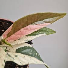 Image result for Fuirena sagittata