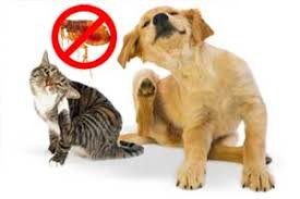 Assim que notar as marcas das pulgas no. Como Eliminar Pulgas En Perros Gatos De La Casa Remedios Venenos