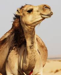 Muslim advocacy for drinking camel urine is back in the news, this time in connection with the coronavirus, which is especially ironic if not deadly as usual and with everything islamic, the drinking of camel urine for salutary benefits is traced back to muhammad (and, for iran's shias, subsequent. False Drinking Camel Urine Can Cure And Protect From Covid 19