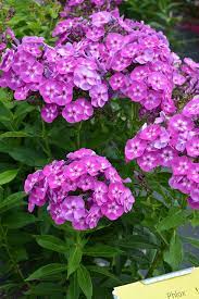 Laura Garden Phlox Phlox Paniculata Laura At Dutch Growers Garden Centre Phlox Flowers Herbaceous Perennials Plants