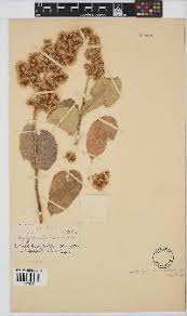 Image result for Athroisma gracile