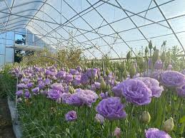 Image result for eustoma lisianthus in garden