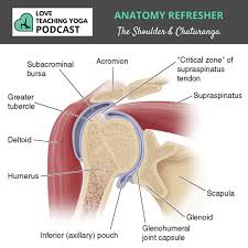 It is formed by the head of the humerus and the glenoid cavity of the scapula. What Makes The Shoulder Joint Different From Other Ball And Socket Joints How The Unique Structure Of The Shoul Bursitis Shoulder Bursitis Shoulder Impingement